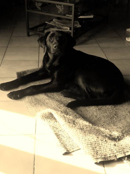 Dee Jay - Labrador Retriever Mâle (4 ans)