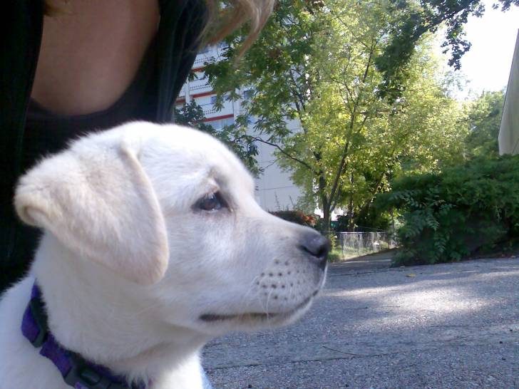 Syrah - Labrador Retriever (1 an)
