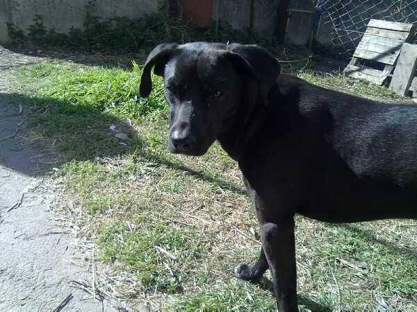 Sugus - Labrador Retriever Mâle (Autre)