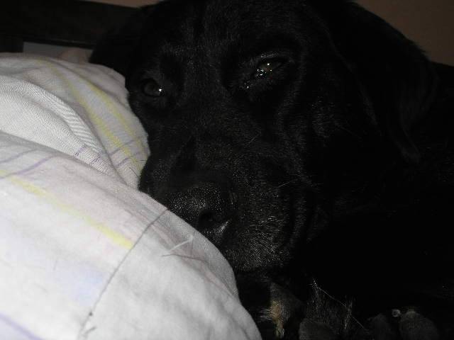 BHRASS - Labrador Retriever Mâle (4 ans)