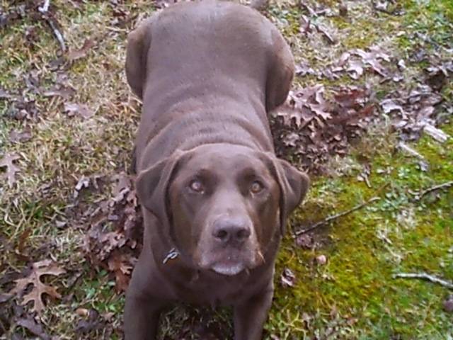 moka - Labrador Retriever (4 ans)