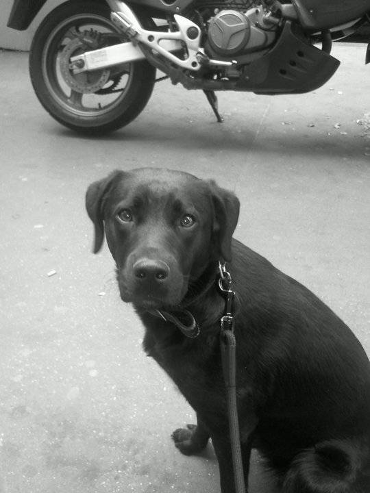 Naya - Labrador Retriever (2 ans)