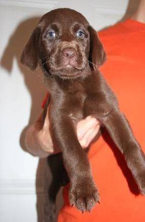 Drake - Labrador Retriever Mâle (7 mois)