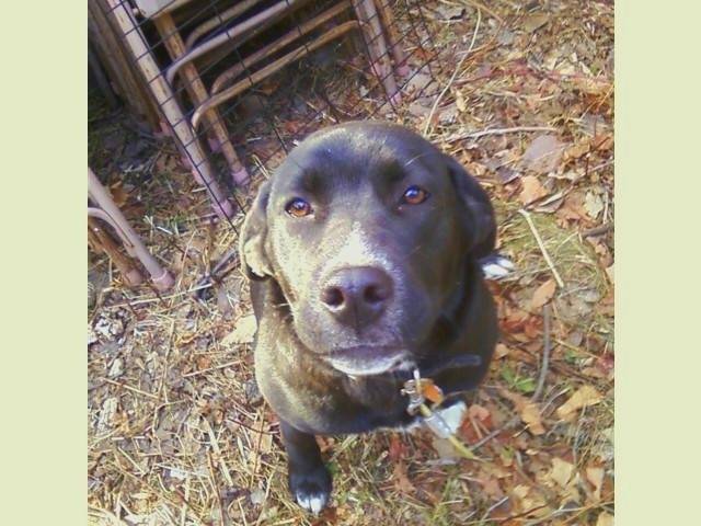 Cutie - Labrador Retriever (2 ans)