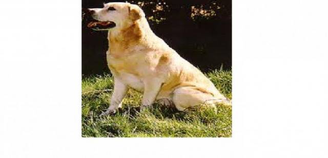 Zouzou - Labrador Retriever (10 ans)
