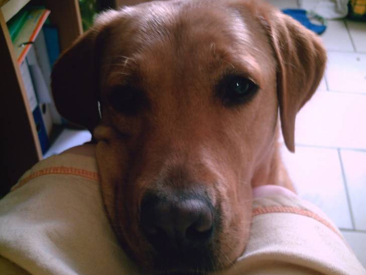 Voyelle - Labrador Retriever (4 ans)
