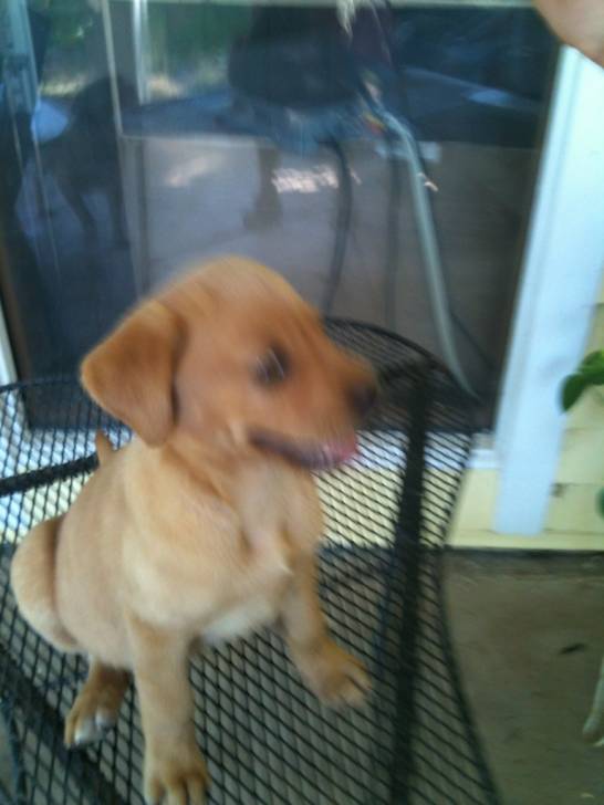 goldie - Labrador Retriever (4 mois)