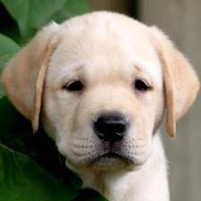 rocko - Labrador Retriever Mâle (5 mois)