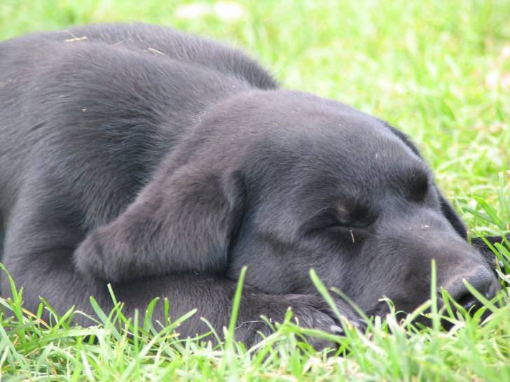 angie - Labrador Retriever (7 mois)