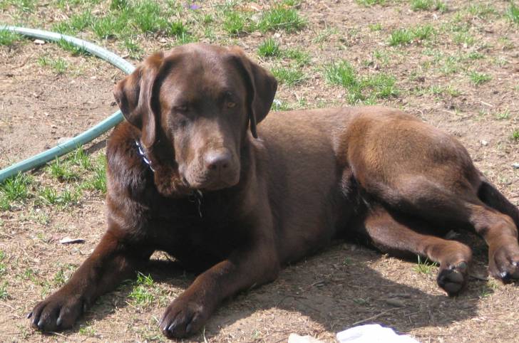 sushy - Labrador Retriever (2 ans)