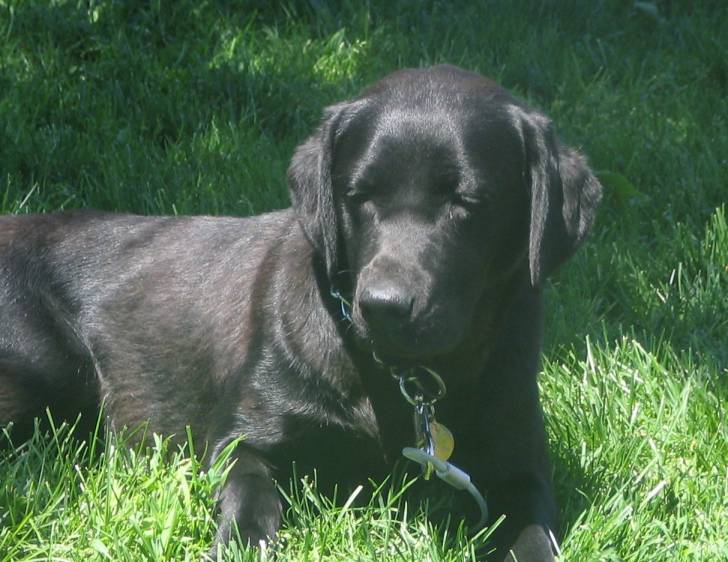 pitoune - Labrador Retriever (1 an)