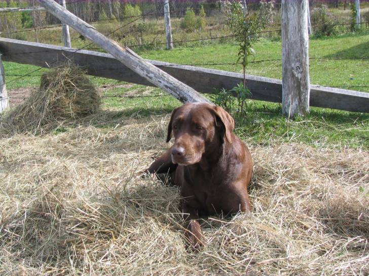 maya - Labrador Retriever (5 ans)