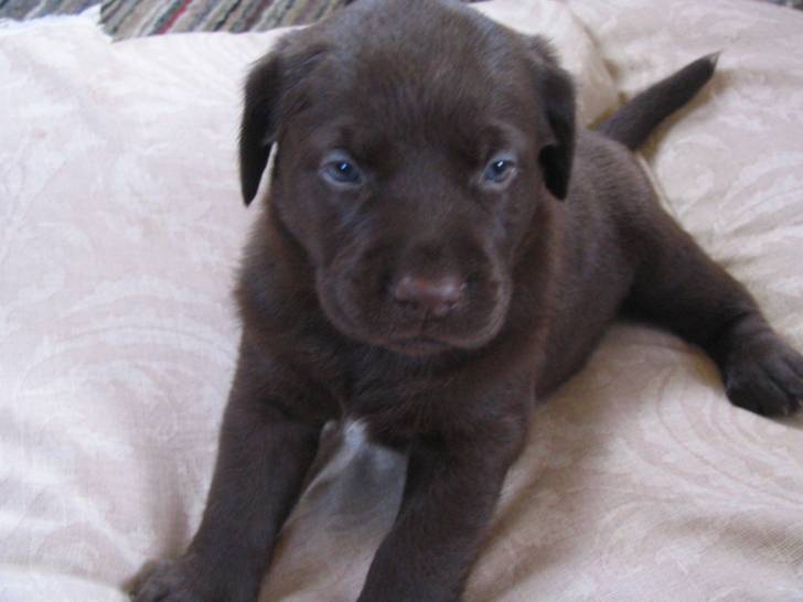 totoune - Labrador Retriever (4 mois)