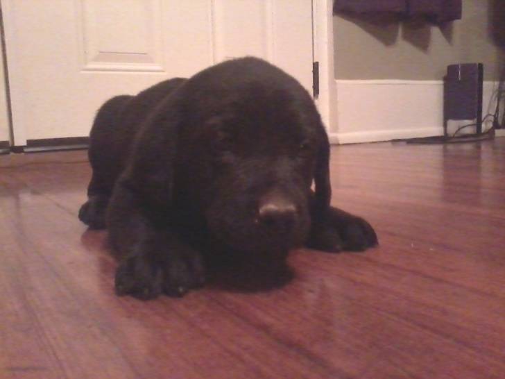 Kobe - Labrador Retriever Mâle