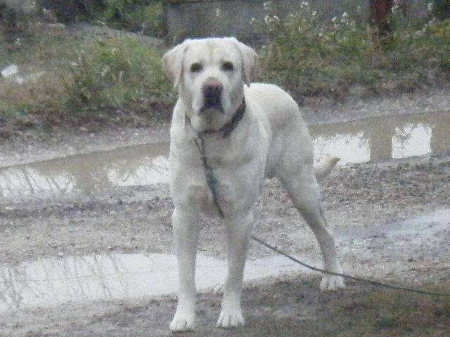 Samsa (L) - Labrador Retriever Mâle (8 ans)