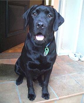 Campeon - Labrador Retriever Mâle (2 ans)