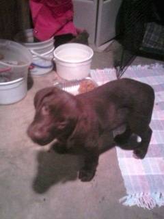 Shayna - Labrador Retriever (2 ans)