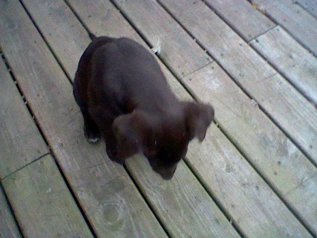 Shayna - Labrador Retriever (2 ans)