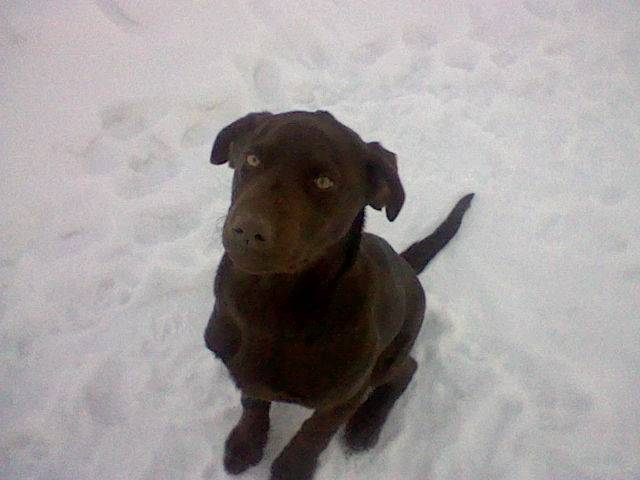 Shayna - Labrador Retriever (2 ans)
