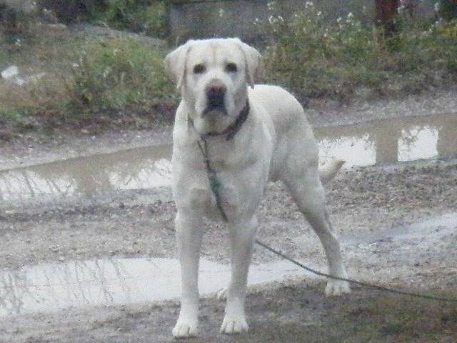 rubis - Labrador Retriever (1 mois)