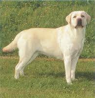 tara - Labrador Retriever Mâle (9 mois)