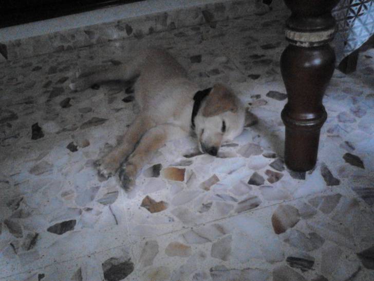 Nerón - Labrador Retriever Mâle (3 mois)