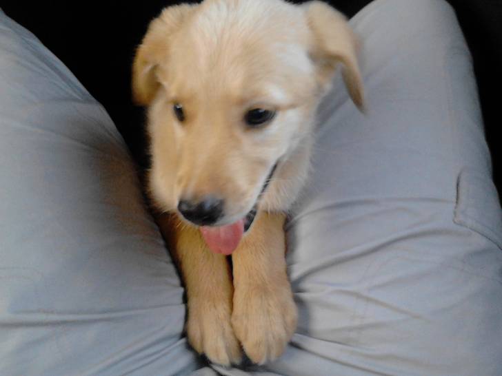 Nerón - Labrador Retriever Mâle (3 mois)
