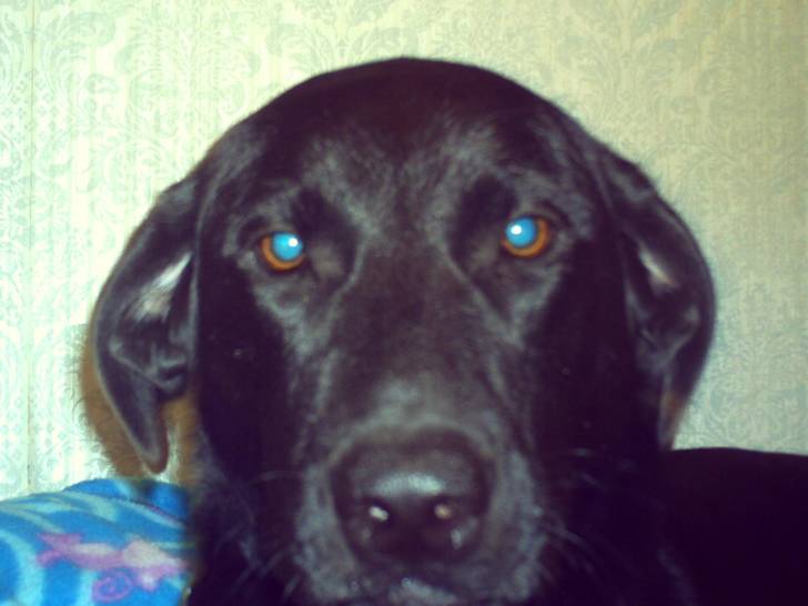 shadow - Labrador Retriever (3 mois)