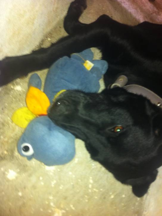 jedda - Labrador Retriever (2 ans)