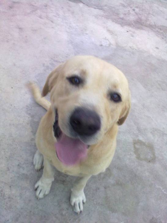 Leonardo - Labrador Retriever Mâle (4 ans)