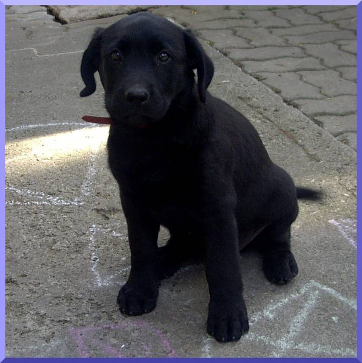 Blacky - Labrador Retriever Mâle (5 mois)