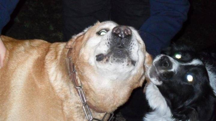 rocky et brizeur - Labrador Retriever Mâle (12 ans)