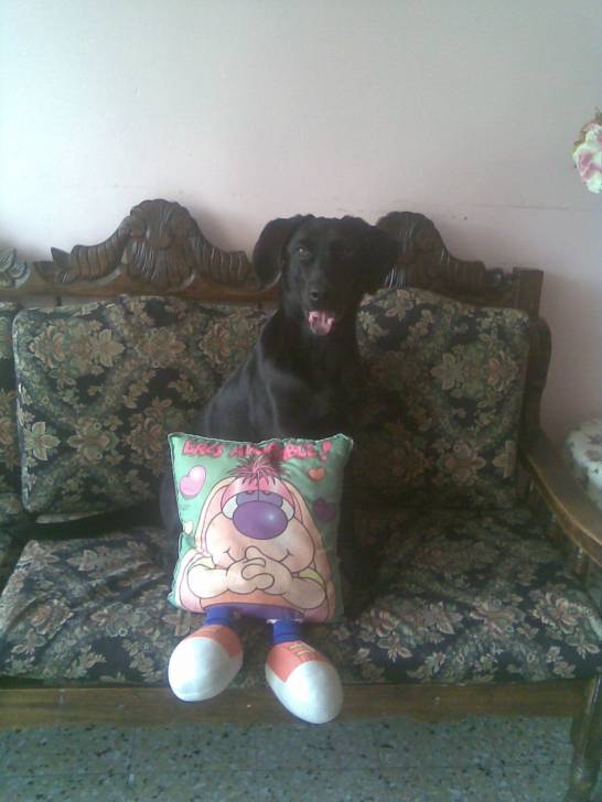 Lukii - Labrador Retriever (10 mois)
