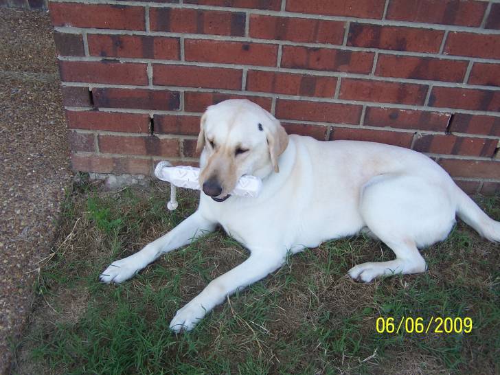Cami - Labrador Retriever (8 ans)
