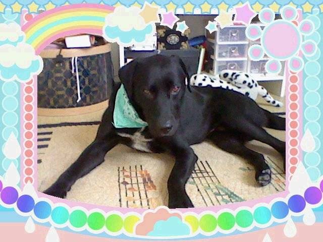 malvin - Labrador Retriever Mâle (3 ans)