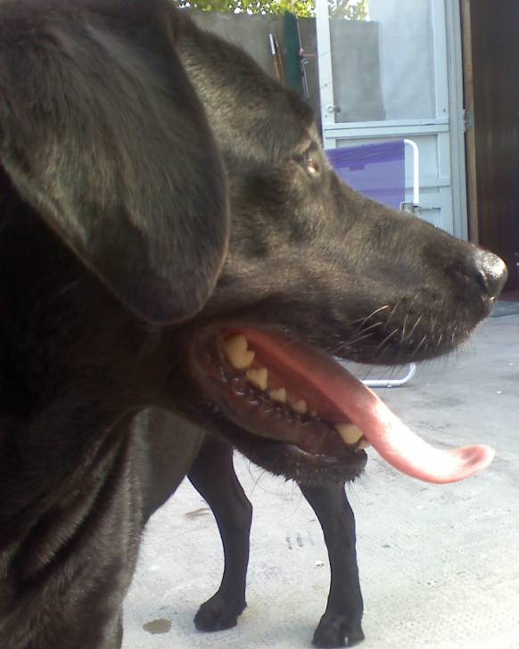 morena - Labrador Retriever (6 ans)