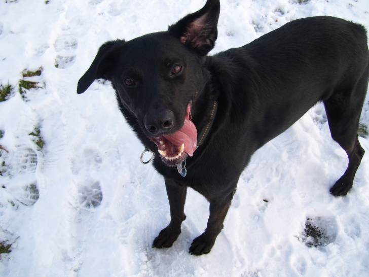 Nemo - Labrador Retriever Mâle (8 ans)