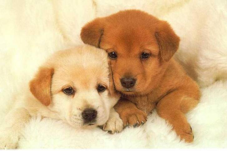 cute puppys - Labrador Retriever