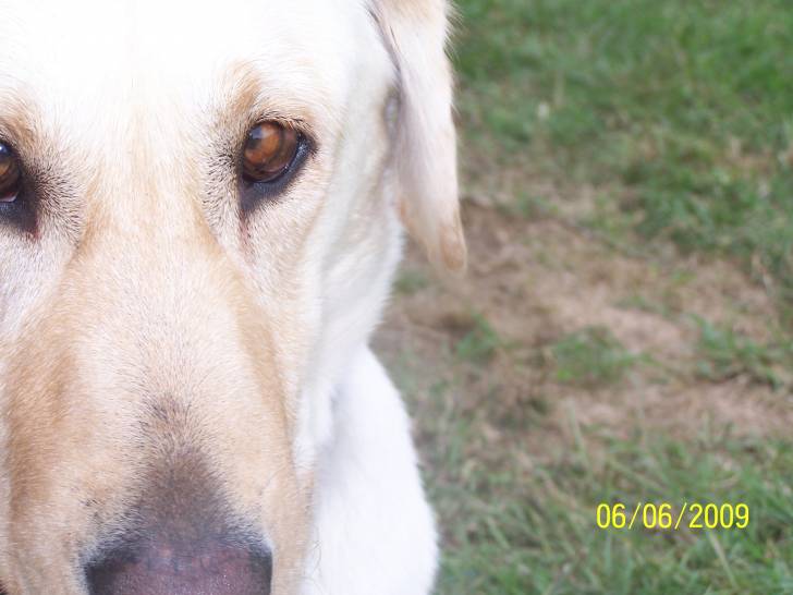 Cami - Labrador Retriever (7 ans)