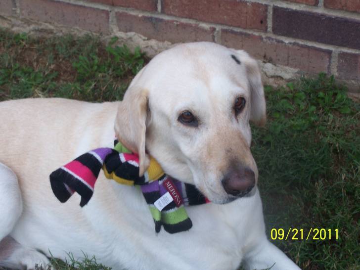 Cami - Labrador Retriever (8 ans)