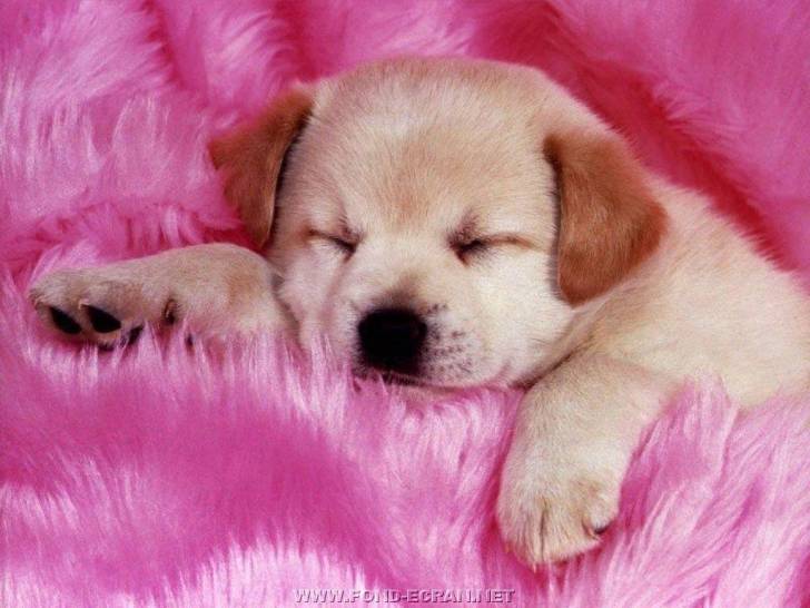 Tina - Labrador Retriever (3 mois)