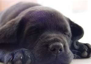 Duke - Labrador Retriever Mâle (1 mois)