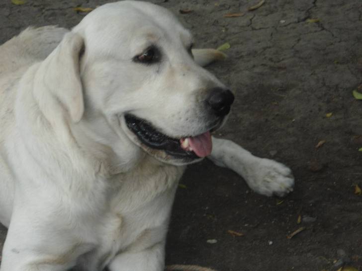 geronimo - Labrador Retriever Mâle (4 ans)