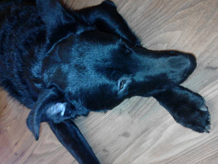 Sokka - Labrador Retriever Mâle (1 an)