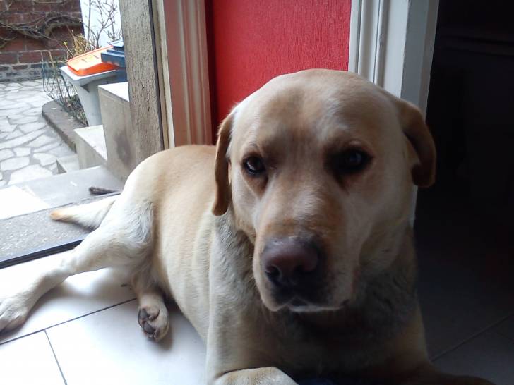 Alfi - Labrador Retriever Mâle (7 ans)