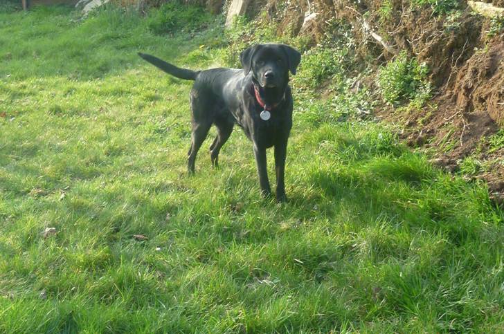 Vénus - Labrador Retriever (8 ans)