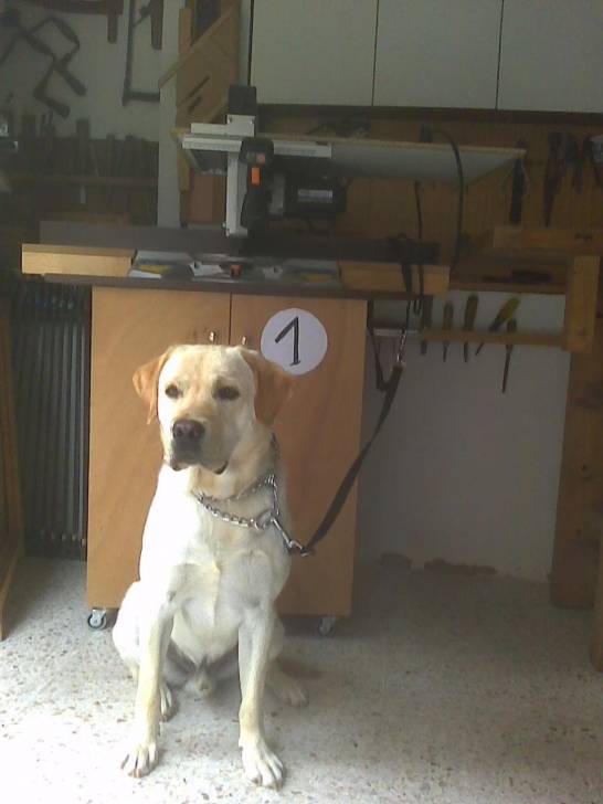 Max - Labrador Retriever Mâle (1 an)