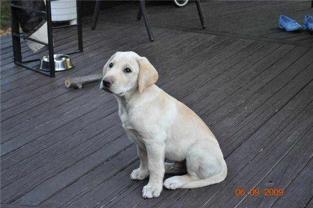 Tommy - Labrador Retriever Mâle (4 ans)