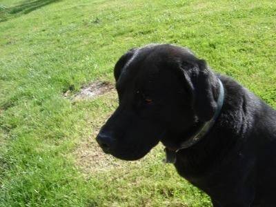 Gamin - Labrador Retriever Mâle (9 ans)