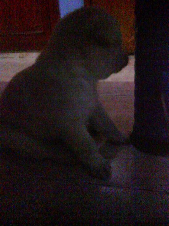 luna - Labrador Retriever (1 mois)